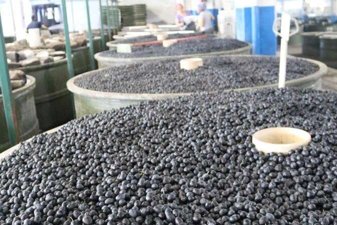 Marmarabirlik'in yeni ödeme planı belli oldu... Zeytin üreticisine üçüncü dilim ödemeler 6 Aralık'ta