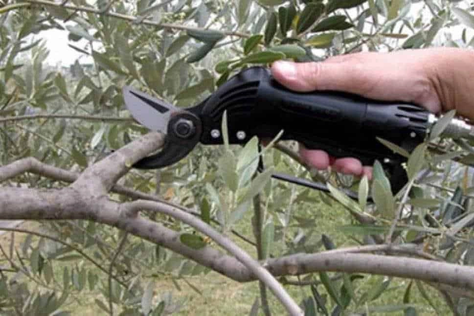 Muğla Milas'ta çiftçilere uygulamalı eğitim