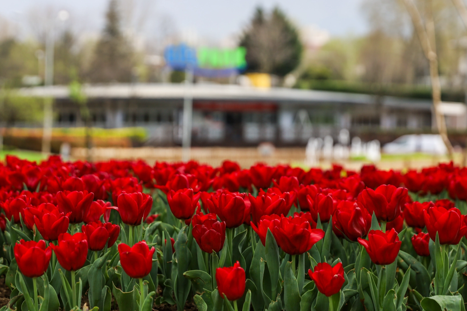 Bursa'da parklar lale ve çiçeklerle renklendi