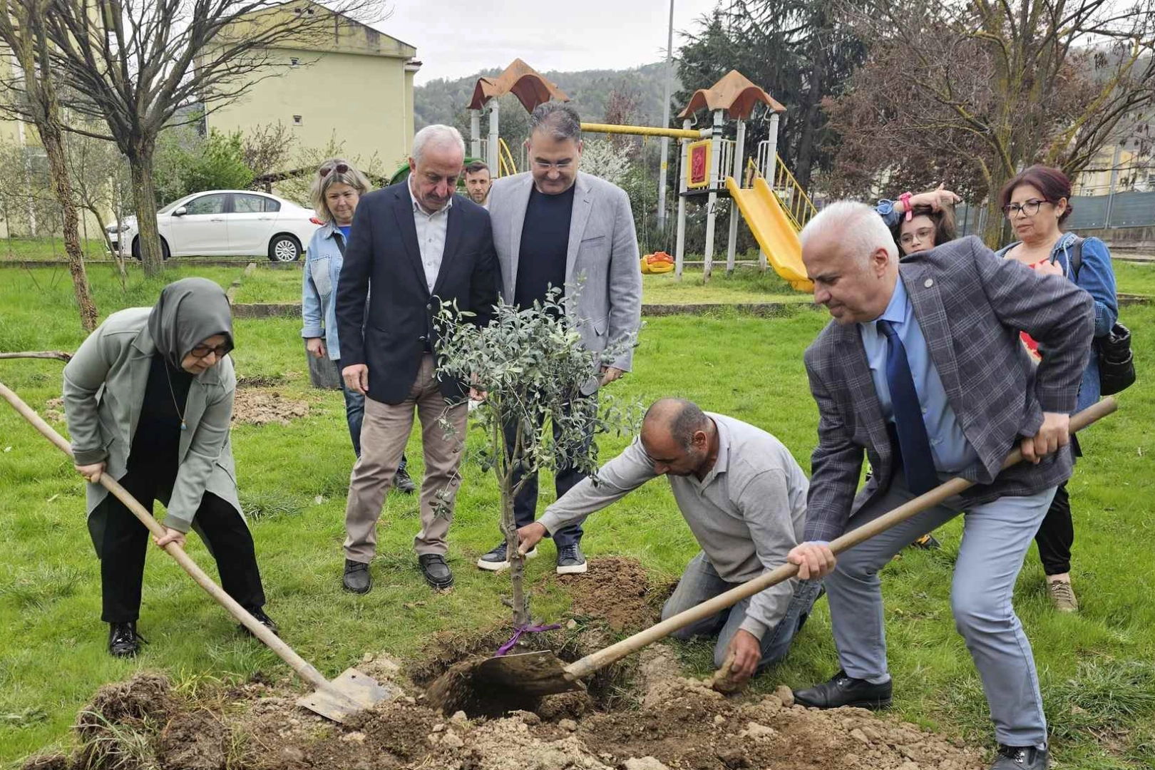 Kocaeli Gölcük'te orman haftasında zeytin ağaçları toprakla buluştu