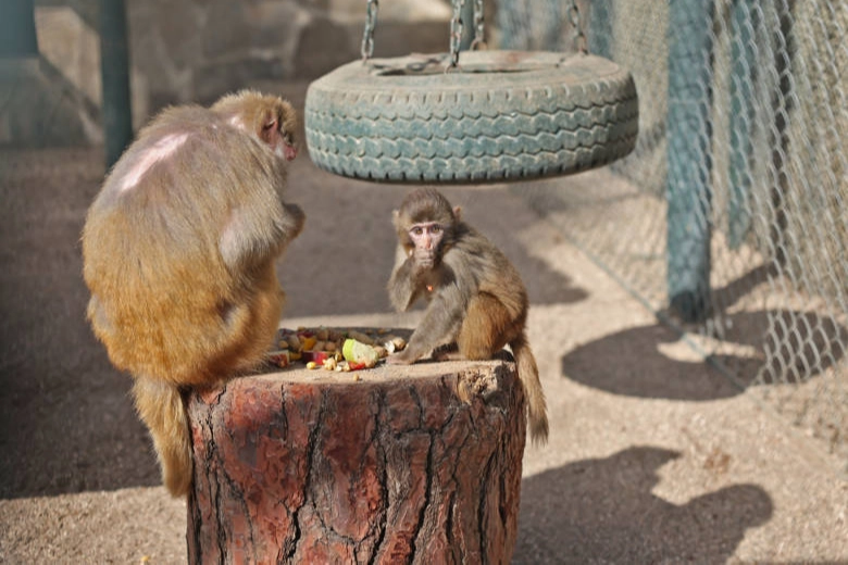 Antalya'da yavru maymun ‘Fıstık’ yeni ailesine alıştı