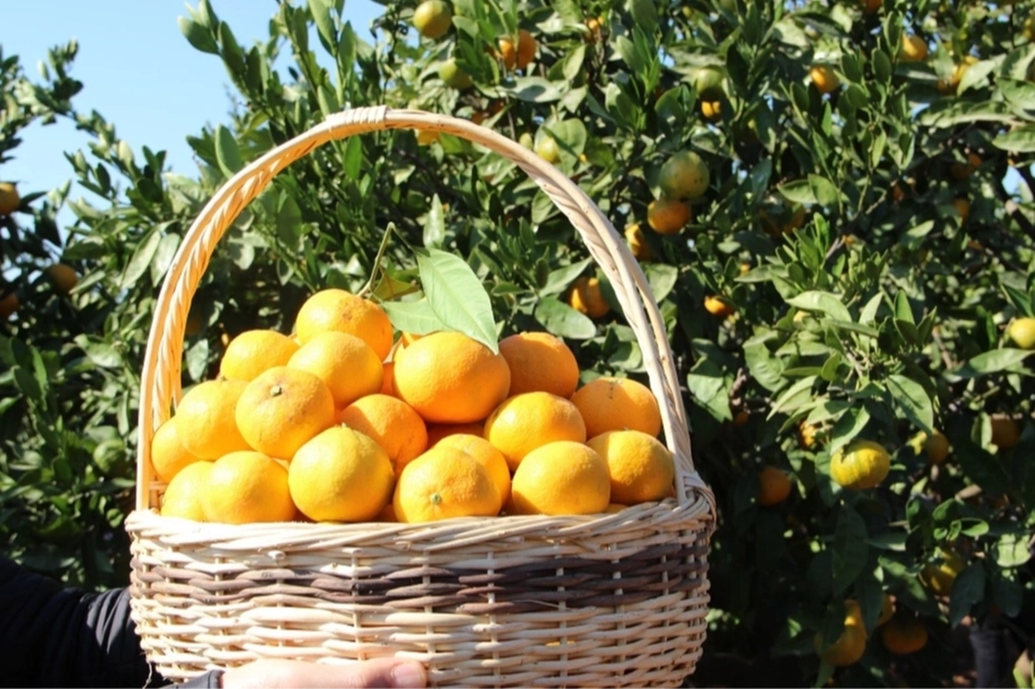 Tarım ÜFE'de en yüksek artış turunçgillerde... Turunçgiller 'Tarım'ın gözdesi