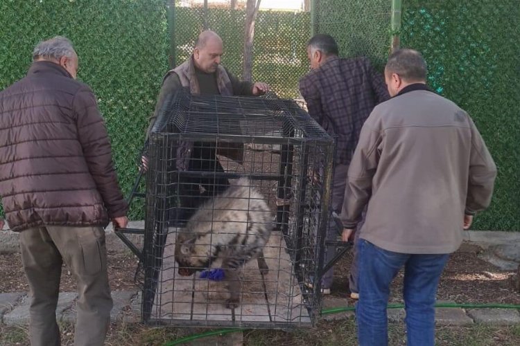 Adıyaman’da vatandaşlar tarafından bitkin halde bulunan çizgili sırtlan, tedavi için