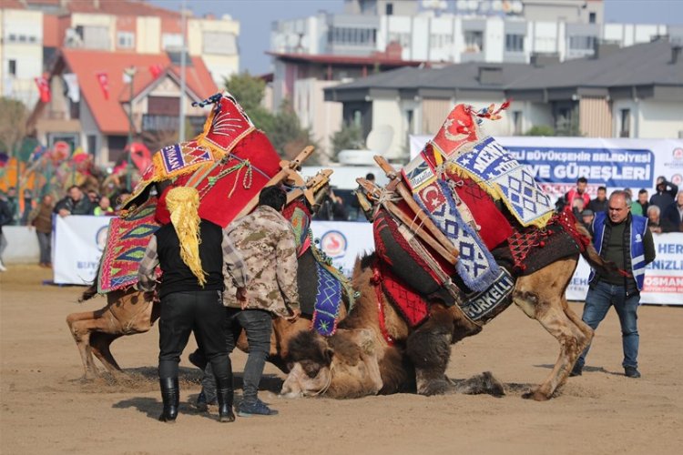 Denizli Büyükşehir Belediyesinin bu yıl 2’ncisini düzenlediği deve güreşleri yine