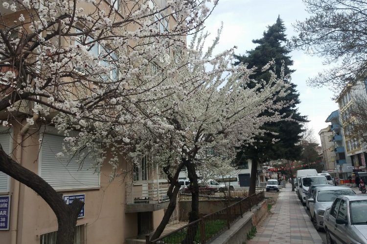 Doğanın uyanışı olarak nitelenen ilkbaharın gelmesiyle ağaçlar çiçek açtı. İsteniş