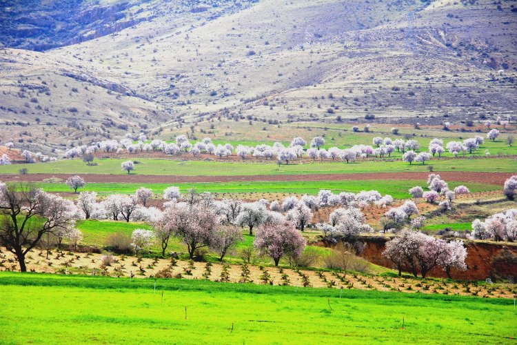 Mardin’in Yeşilli İlçesinde ilkbaharın gelmesiyle birlikte yaşanan renk cümbüşü ağaçların