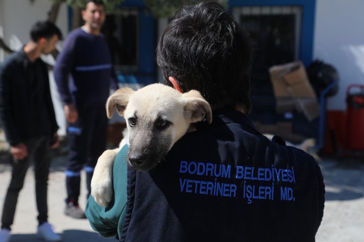 Dünya Veteriner Hekimler Günü dolayısıyla Bodrum Belediyesi Veteriner İşleri Müdürlüğü