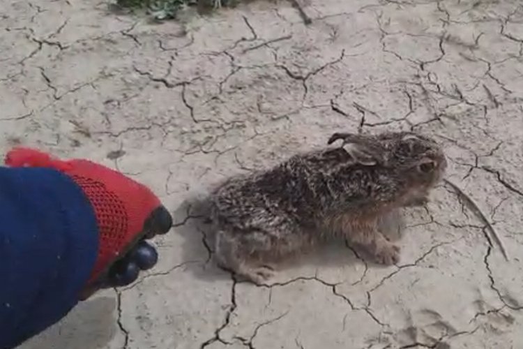 Bilecik’te tarlada çalışırken yanına gelen yavru tavşanı önce besledi, sonra