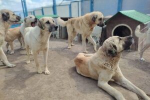 Kayseri Büyükşehir Belediyesi Geçici Köpek Bakım Evi, Kahramanmaraş merkezli depremlerden