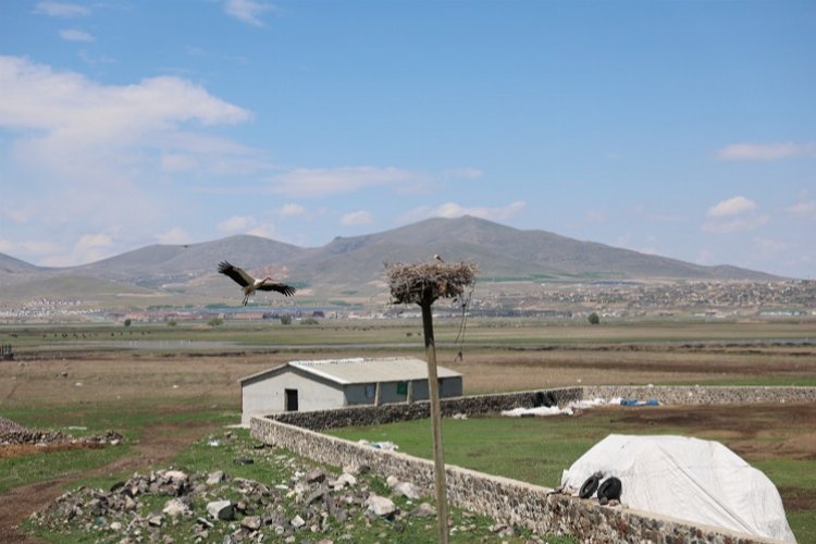 Kayseri Hacılar Hürmetçi mahallesinin simgesi haline gelen leylekler bu yılda