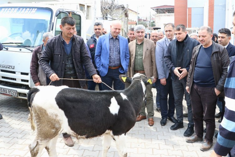 Manisa Büyükşehir Belediyesinin hayvan üreticileri için hayata geçirdiği ‘Büyükbaş Hayvanların