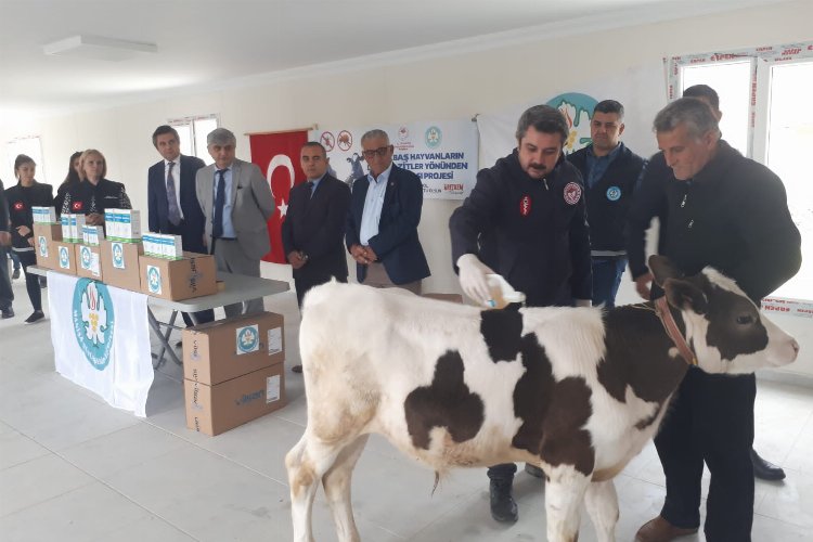 Manisa Büyükşehir Belediyesinin hayvan üreticileri için hayata geçirdiği ‘Büyükbaş Hayvanların