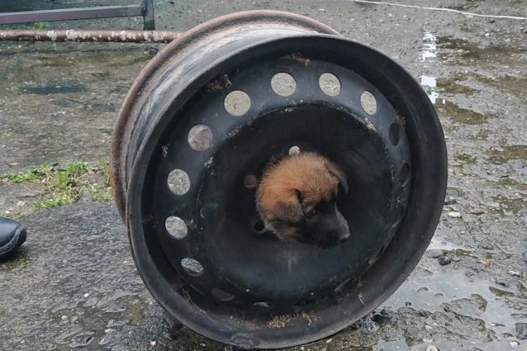 Ordu’nun Perşembe ilçesinde otomobil jantına sıkışan yavru köpeği Büyükşehir Belediyesi