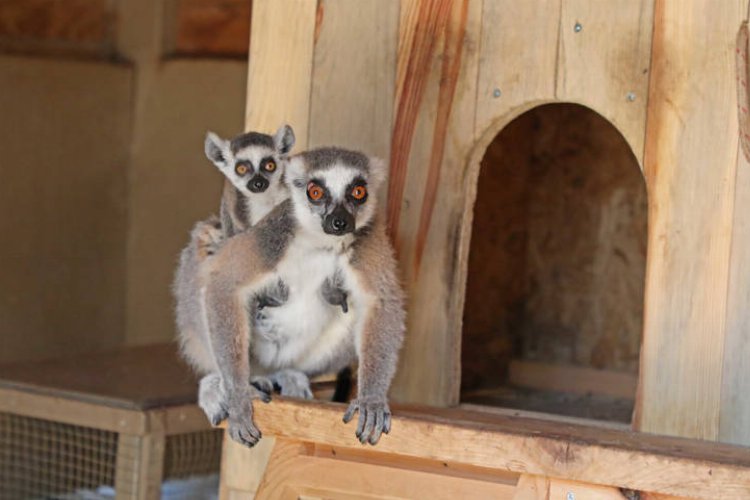 Antalya Büyükşehir Belediyesi Doğal Yaşam Parkı baharla birlikte şenlendi. Lemur,