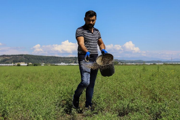 Antalya Büyükşehir Belediyesi, Aksu ilçesine bağlı Solak Mahallesi’ndeki mera alanlarında