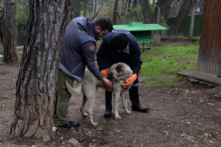 Bursa’da Osmangazi Belediyesi, son dönemde farklı şehirlerde yaşanan başıboş sokak