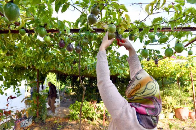 Büyükşehir Belediyesi, Tarımsal Hizmetler Dairesi Başkanlığı bünyesinde ‘Passiflora Fidesi Dağıtımı’