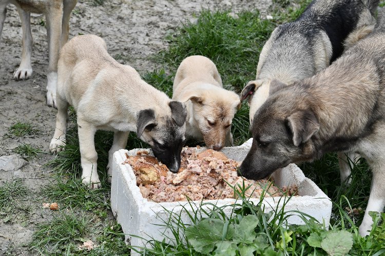 İlçedeki sahipsiz sokak hayvanlarının tüm bakım, tedavi ve sahiplendirme işlemlerini