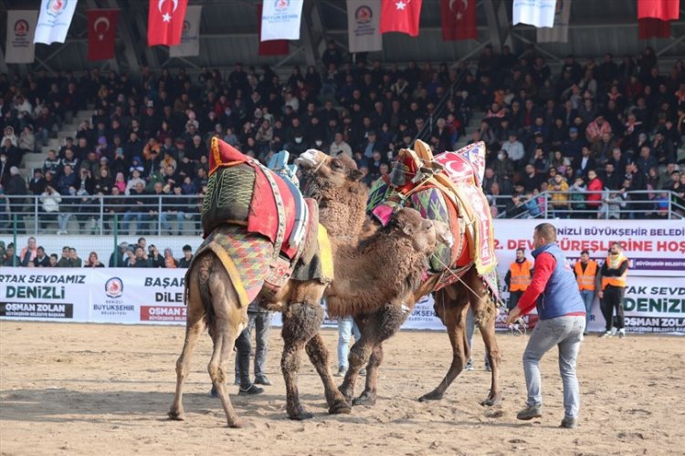 Denizli Büyükşehir Belediyesi, Yörük kültürünün önemli bir geleneği olan deve