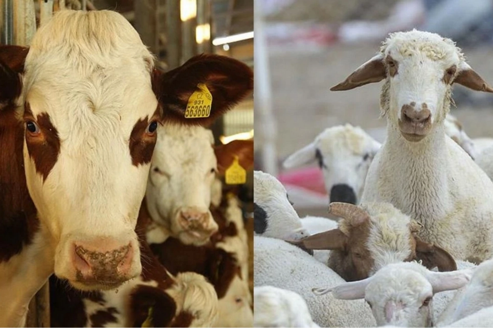 Tarım ve Orman Bakanlığı, hayvancılık desteklemelerinden çiftçinin üye olduğu üretici