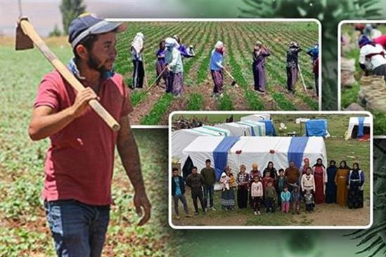 Tarımsal işletmelerde 2024 yılı verilerine göre sürekli tarım işçilerine ödenen